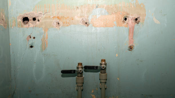 Best Mold removal after water damage  in Olympia, SC